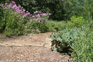 Home Gardening Area